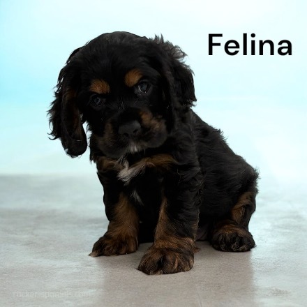 puppy, for, sale, Cocker Spaniel, Joe & Cherri  Overlease, dog, breeder, Miller, MO, dog-breeder, puppy-for-sale, forsale, nearby, find, puppyfind, locator, puppylocator, aca
